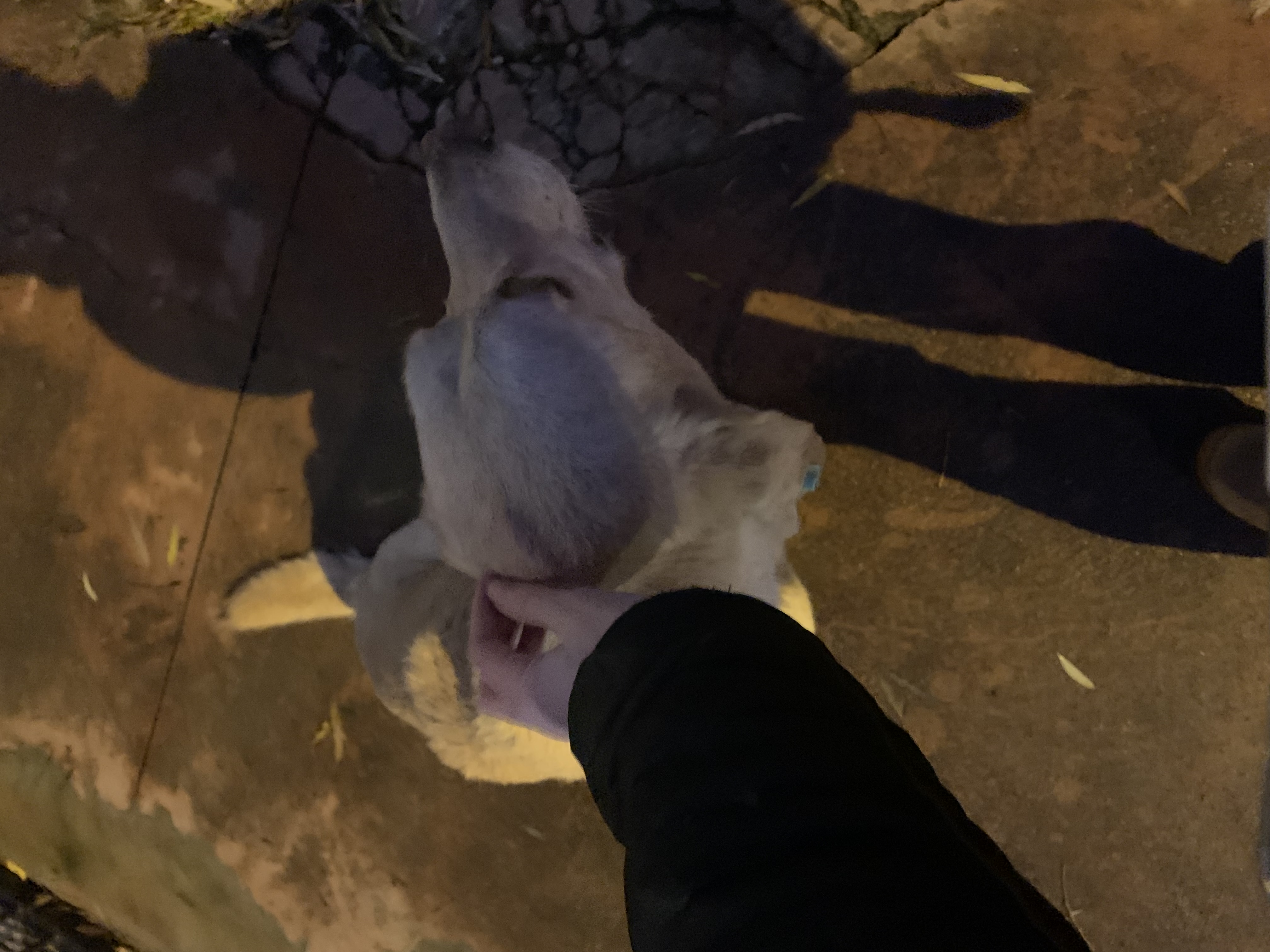 Bir köpeğin fotoğrafı.